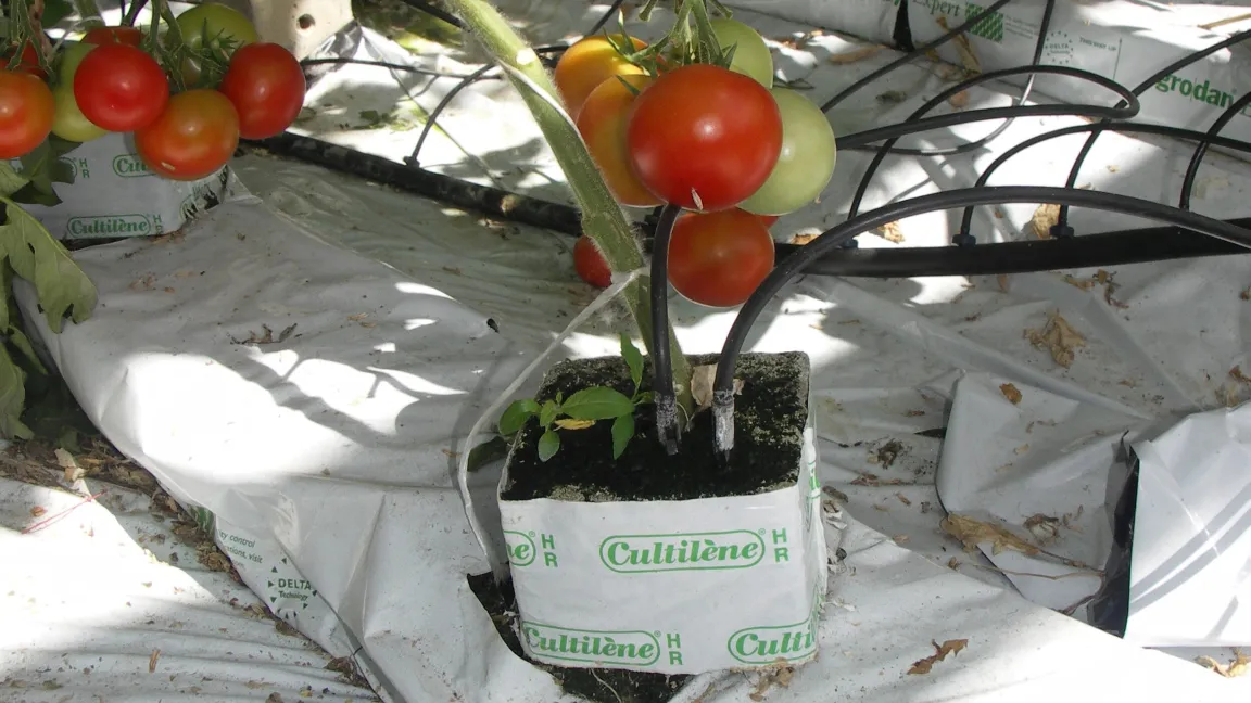 Weil Substrate Wasser nicht wie Boden halten können, wird über Schläuche bis zu 30 Mal pro Tag eine Nährlösung verabreicht. Foto: Matthias Wiedenau