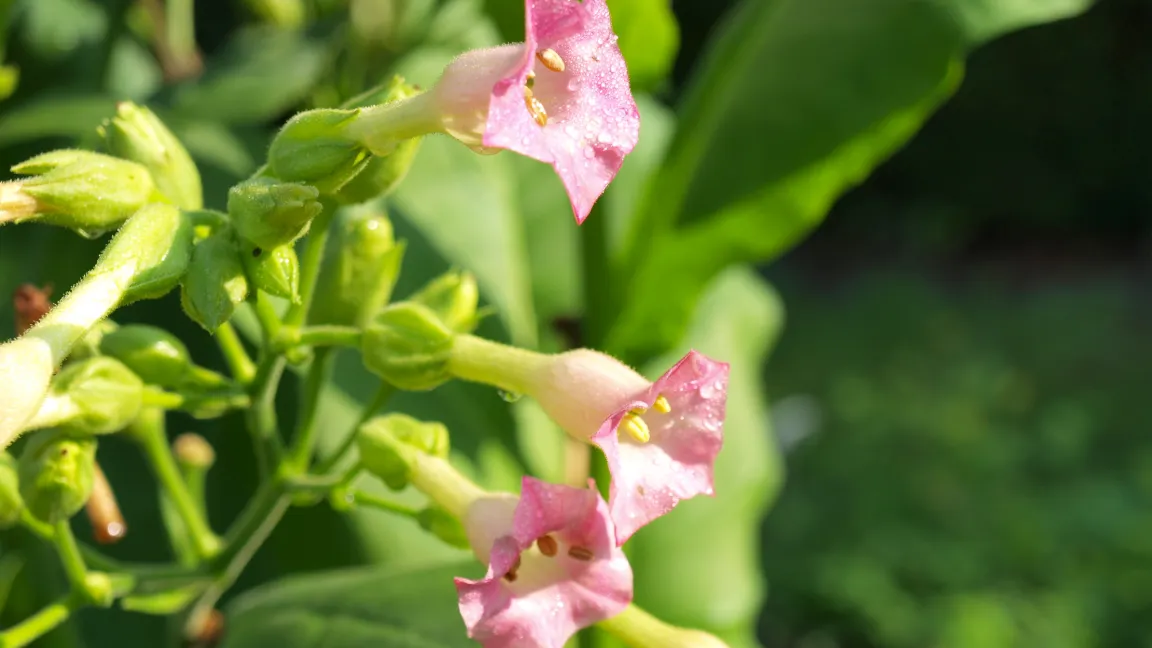 Wissenschaftlern gelang es, Pflanzen - wie zum Beispiel Tabak - für bestimmte Krankheitserreger resistent zu machen.
Foto: Fotolia