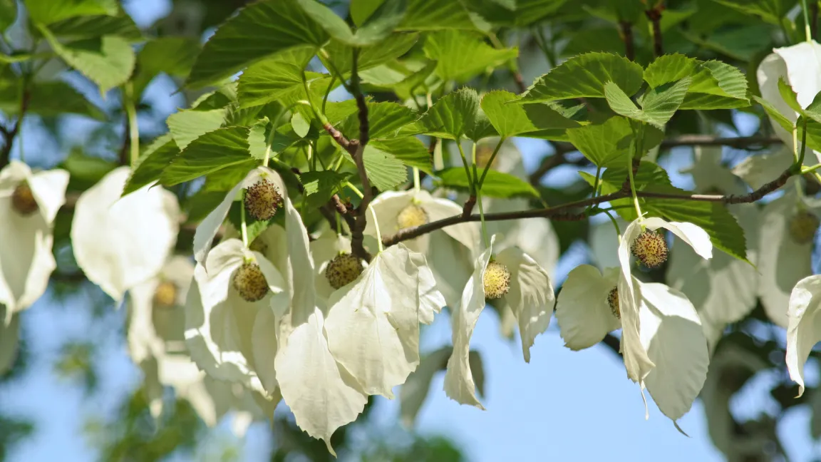Der Taschentuchbaum wird in England auch Geisterbaum genannt. Er bietet sich für spannende Kindergeschichten an. Beim leisesten Windhauch flattern die Blätter wie ein Vogelschwarm. Foto: Fotolia