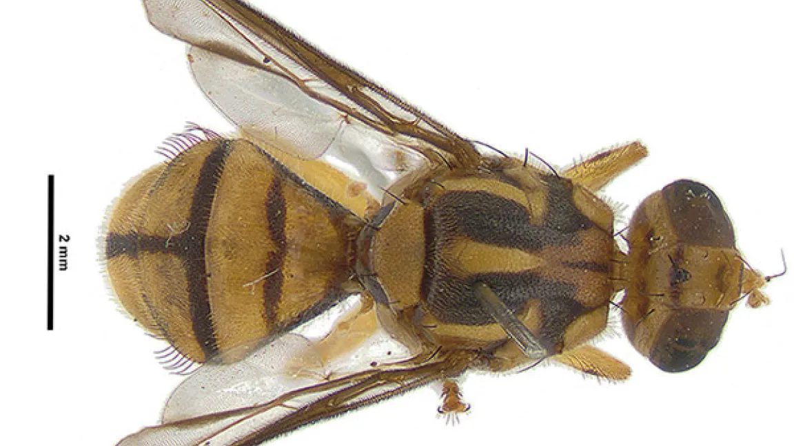 Eine einzige männliche Bactrocera tau-Fliege wurde in einer Falle in einem Vorort von Auckland gefunden. Foto: MPI