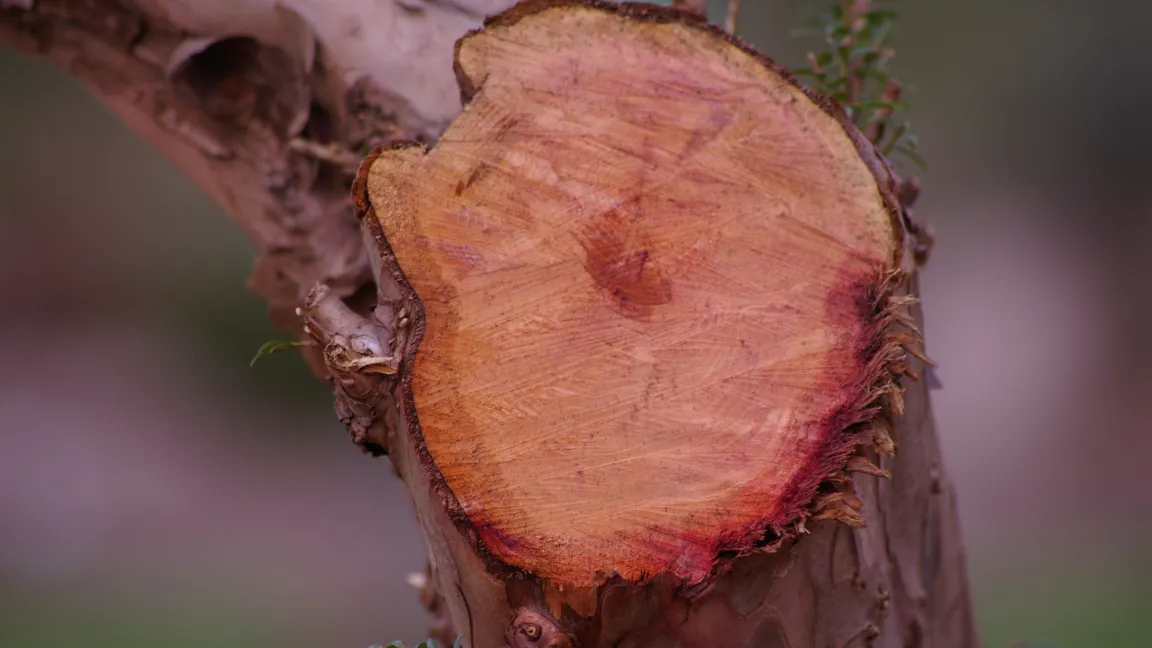 Eibenholz ist rar und teuer. Foto: Helga Masch, Botanischer Sondergarten Hamburg