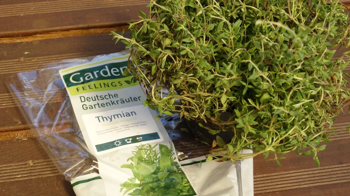 Im eigenen Garten oder auf dem Balkon wird Thymian ab Ende April ausgepflanzt, in etwas raueren Gegenden erst nach den Eisheiligen im Mai. Foto: Angelika Sontheimer