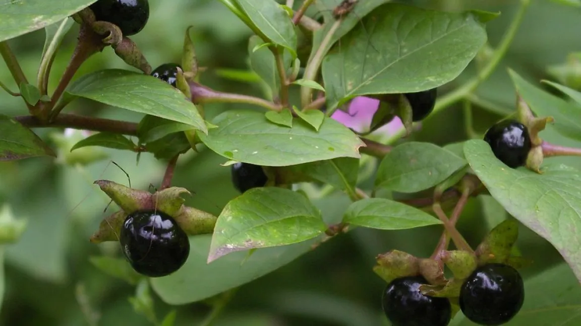 Nominiert in der Kategorie "Stauden": Die Tollkirsche. Foto: Helge Masch