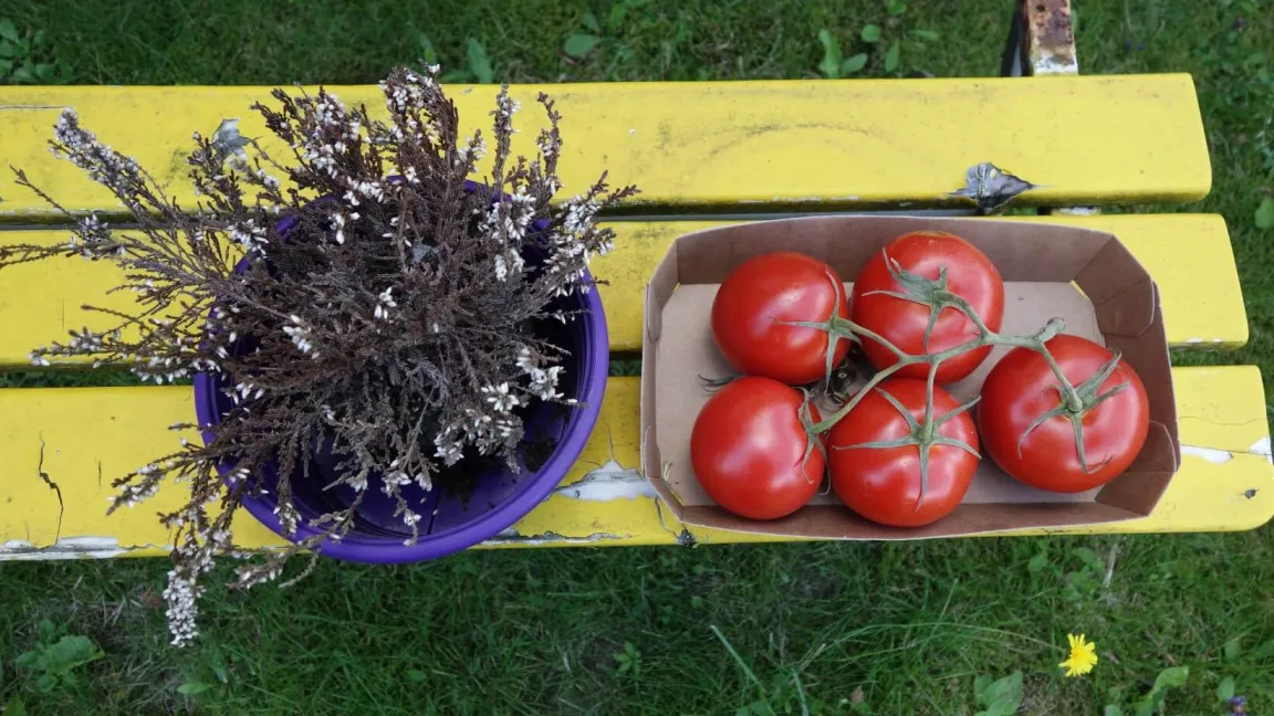 Die Asteriden umfassen rund 100 000 Blütenpflanzen, vom Heidekraut bis zur Tomate. Foto: Angelika Sontheimer