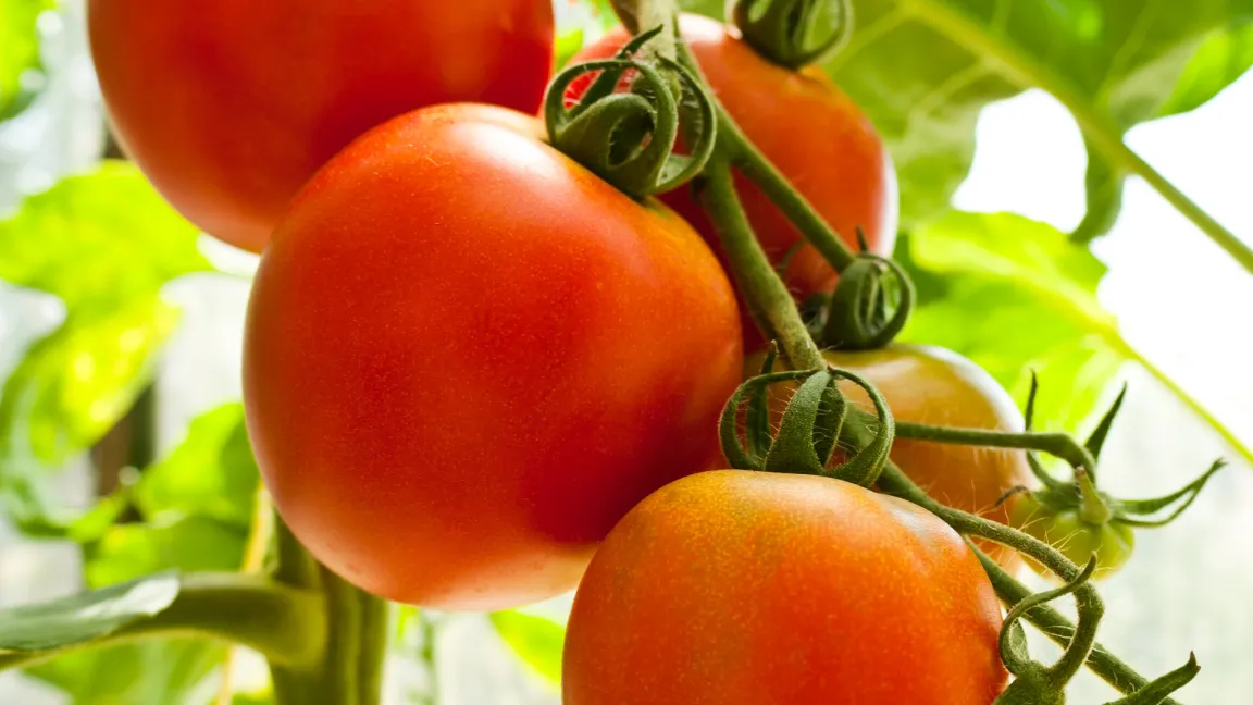 Kandidat in der Kategorie giftige Nahrungspflanze: Die Tomate. Foto: Fotolia