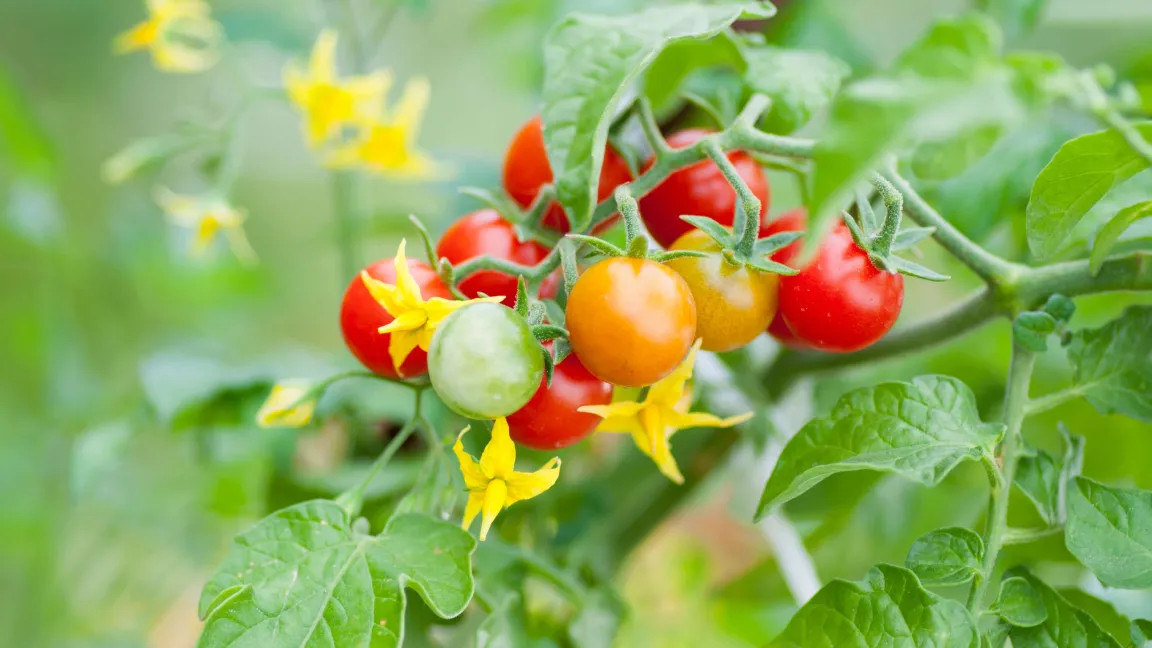 Je mehr Blüten eine Pflanze trägt, desto mehr Früchte können entstehen. Doch gleichzeitig müssen auch die Nährstoffversorgung und die Bestäubungssituation passen. Der optimale Blühzeitpunkt ist daher eine wichtige Ertragsvariable, die Züchter beeinflussen möchten. Foto: AdobeStock