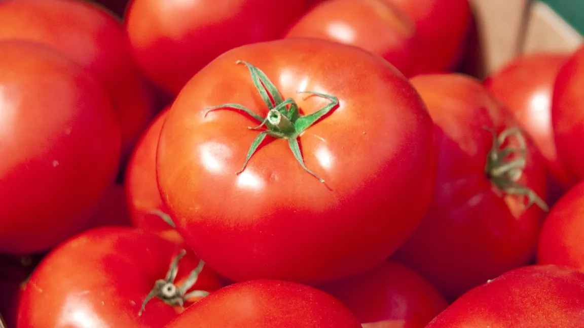 Tomaten sind ein guter Energielieferant für alternativen Strom. Foto: adpic
