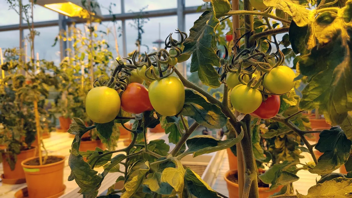 Tomatenanzucht zu Forschungszwecken im Gewächshaus des Leibniz-Instituts für Pflanzenbiochemie in Halle. 
Foto: Bettina Hause, IPB