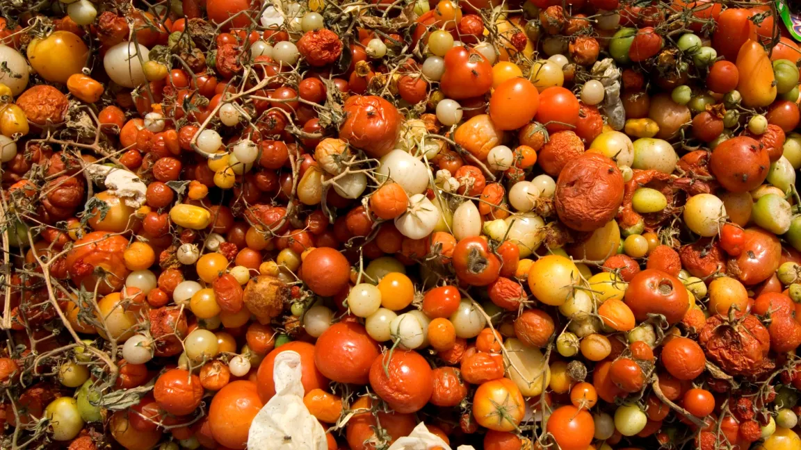 Aus der großen Menge an überreifen und beschädigten Tomaten könnte in Zukunft Strom gewonnen werden. Foto: istock