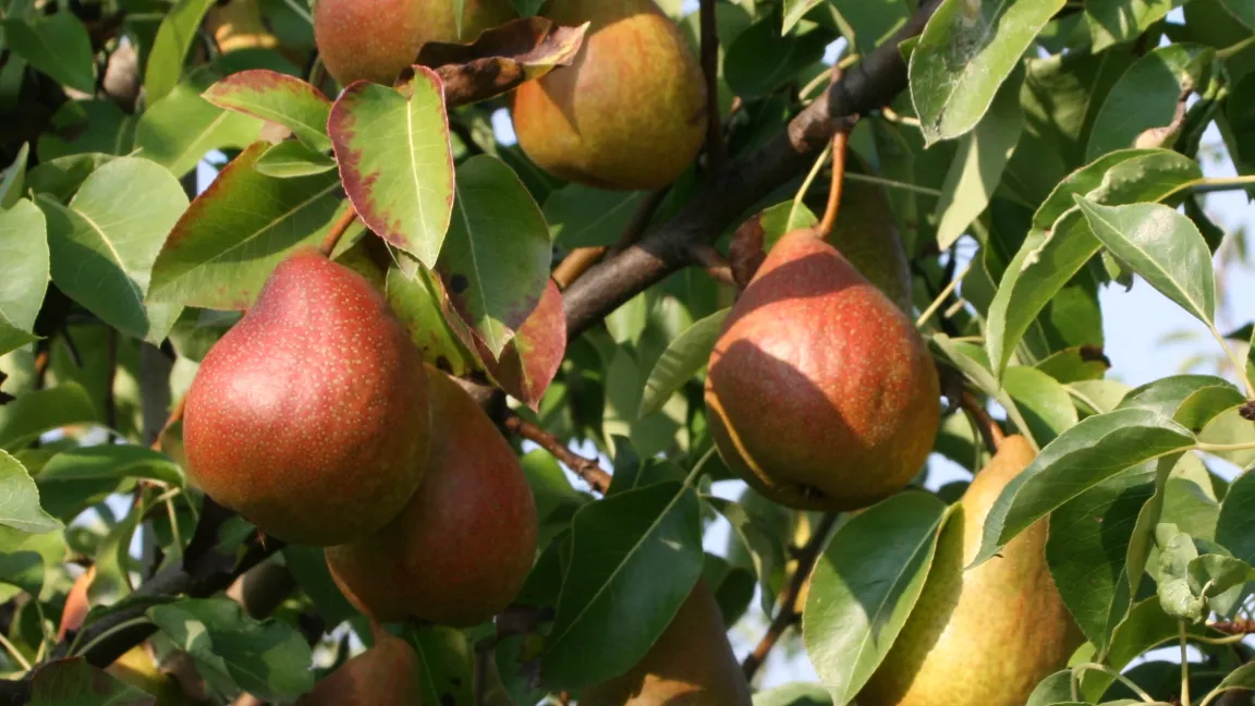 Birnensorte "Tongern" in der DGO-Sammlung am ZGT. Foto: Dr. Schlegel, ZGT Ditfurt