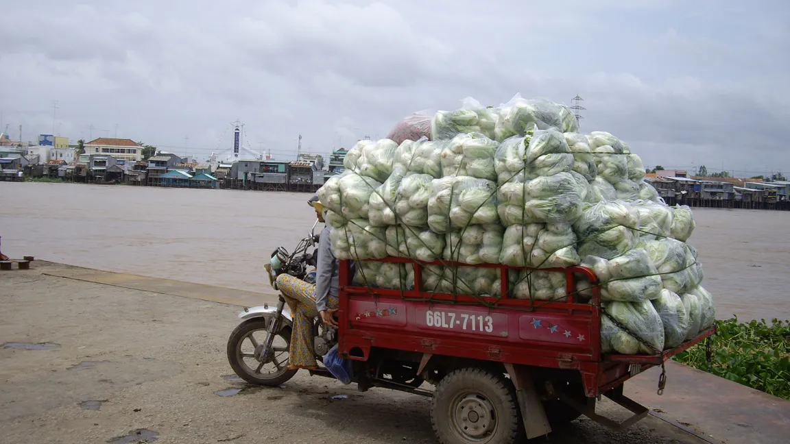 Chinakohltransport auf chinesisch. Foto: R. Schedl / Pixelio