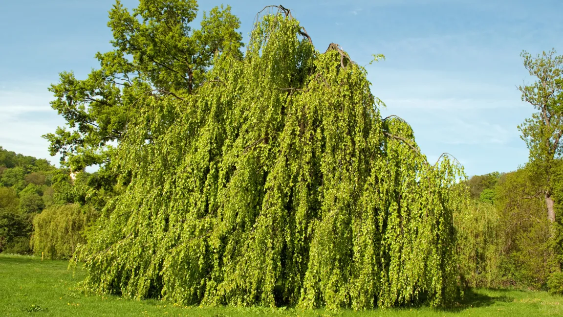 In manchen Bäumen, wie zum Beispiel der Hänge-Buche, können sich Kinder gut verstecken und fühlen sich wie in einer Höhle. Foto: Fotolia