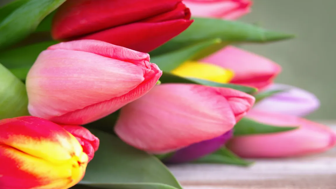 Aber es müssen nicht unbedingt Rosen sein, auch Nelken, Tulpen oder Lilien gefallen. Foto: Fotolia