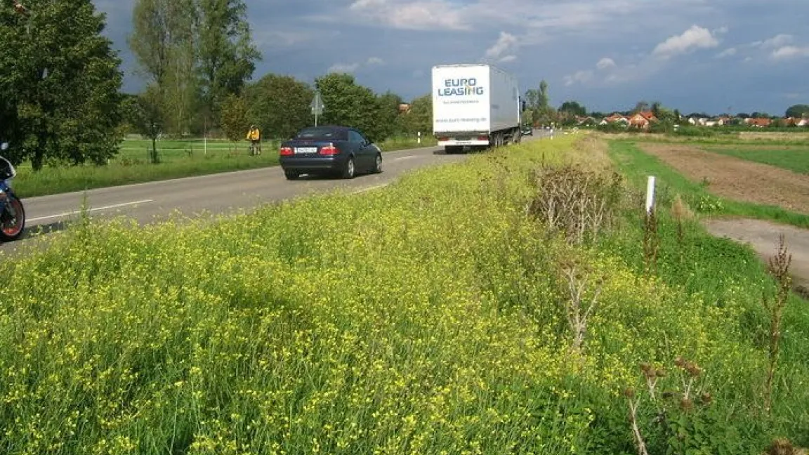Die Wilde Rauke siedelt sich als Unkraut in milden Regionen Deutschlands unter anderem an Straßenrändern an. Foto: DLR Rheinpfalz