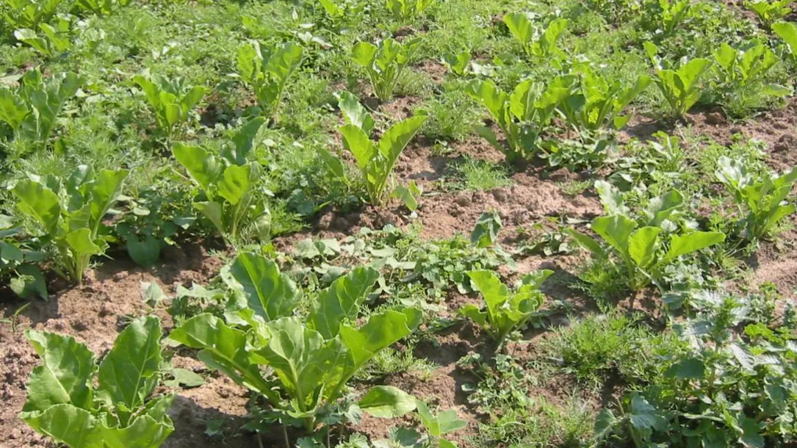 Unkräuter müssen bekämpft werden, sonst überwuchern sie die Zuckerrüben. Foto: Matthias Wiedenau