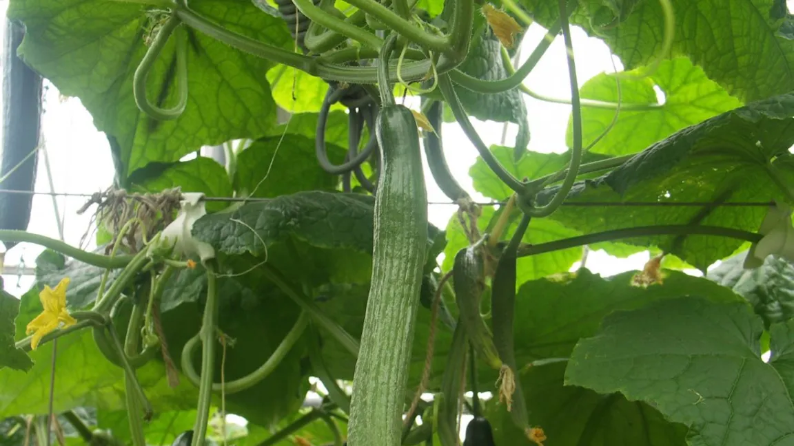 Salatgurken wachsen überwiegend in Gewächshäusern. Typisch sind ihre gelben Blüten. Foto: Matthias Wiedenau
