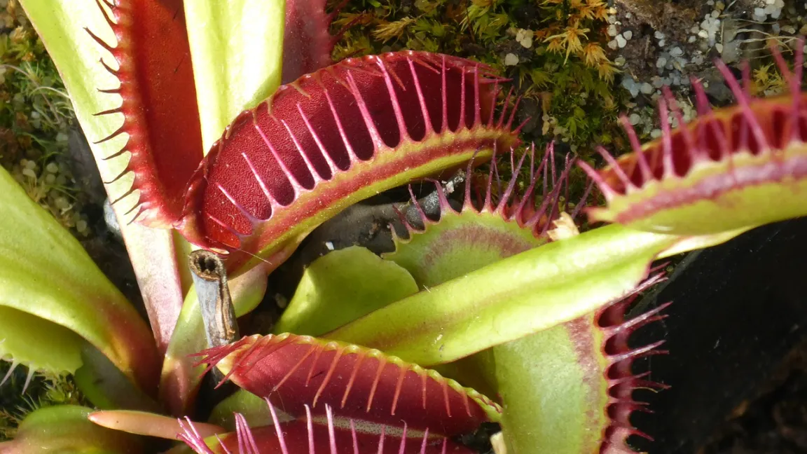 Die fleischfressende Venusfliegenfalle (Dionaea muscipula) kann bis fünf zählen. Foto: MonikaP/Pixabay/CC0