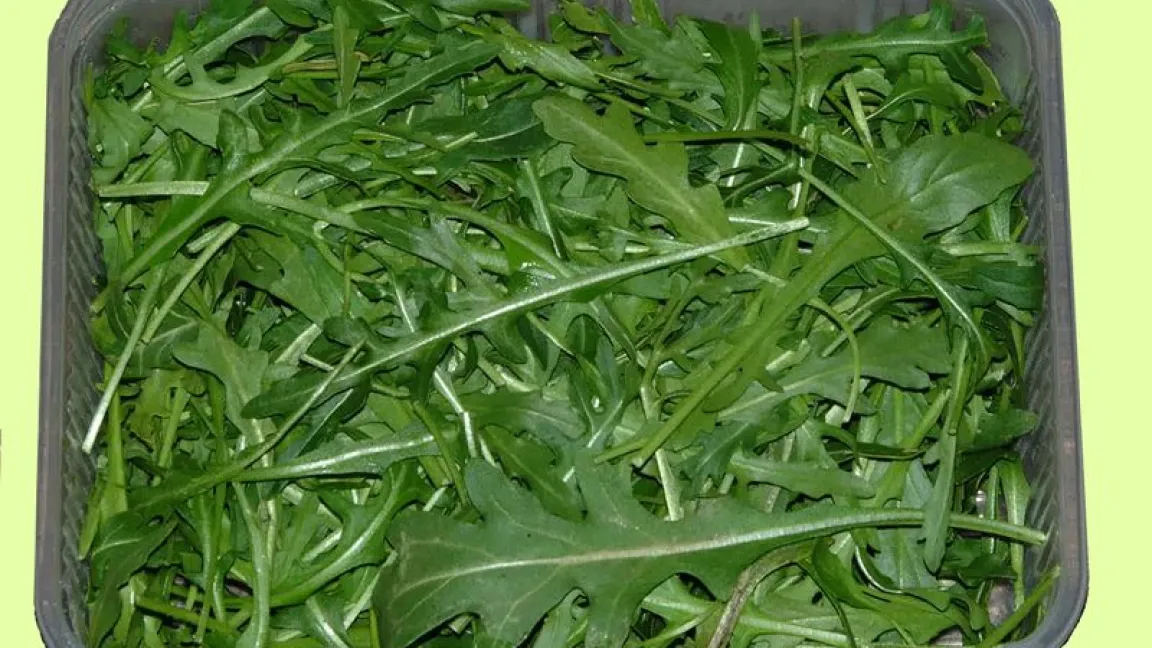 Frischer Rucola hält sich zwei bis drei Tage im Kühlschrank. Foto: Schlaghecken