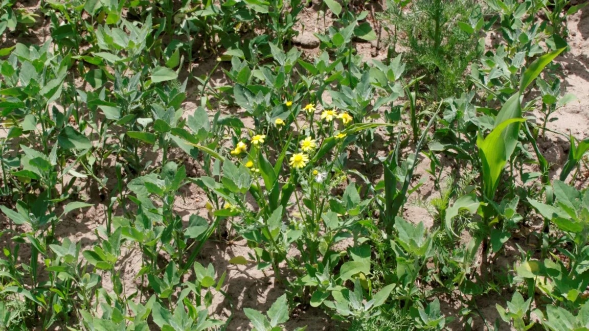 Neben dem Mais fühlen sich Kamille, Knöterich, Melde oder Jakobskreuzkraut auf dem Acker wohl. Foto: Angelika Sontheimer
