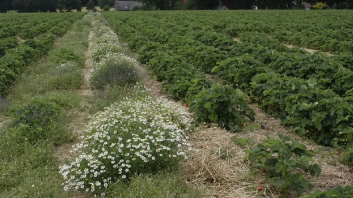 Ohne Pflanzenschutz wären die Felder stark verunkrautet und die Erdbeeren hätten Krankheiten. Foto: Angelika Sontheimer