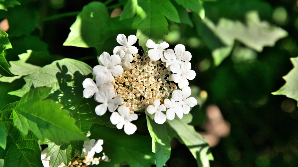 Der Gewöhnliche oder Gemeine Schneeball (Viburnum opulus) kommt sowohl wild als auch in Kulturform bei uns vor. Foto: Fotolia