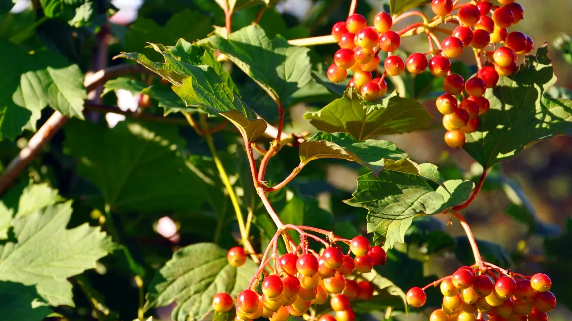 Die Früchte des Gewöhnlichen Schneeballs färben sich zuerst gelb, später dann rot. Foto: istock