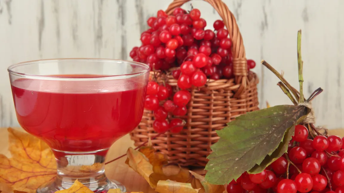 Vor allem in osteuropäischen Ländern werden die Beeren des Gewöhnlichen Schneeballs zu Marmelade oder Gelee verarbeitet oder in heißem Wasser zerdrückt und mit Honig gesüßt getrunken. Foto: Fotolia