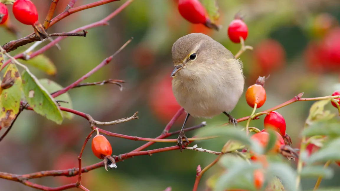 Hagebutten sind die Früchte der Rose und ein Leckerbissen für Vögel. Foto: iStock