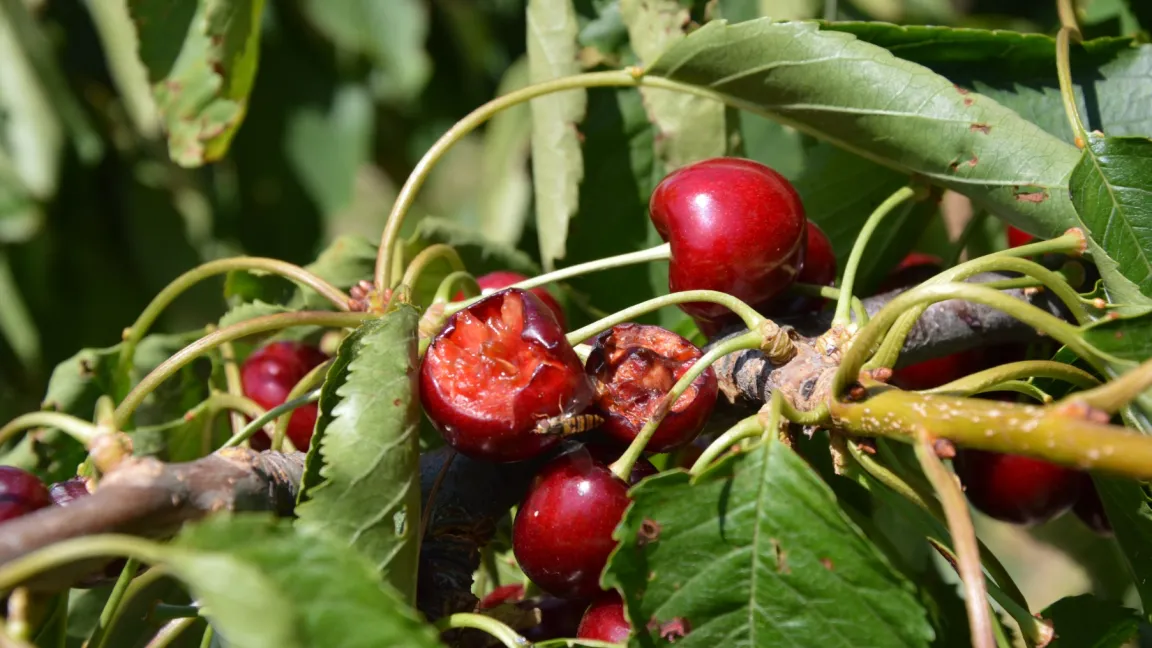 Süße Kirschen sind auch ein gefundenes Fressen für Vögel und Wespen. Foto: Matthias Wiedenau