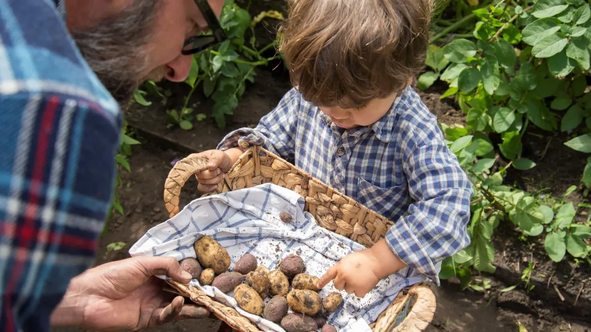 Gespannt darf man auch auf die Ernte sein. Foto: Ackerdemia e. V.