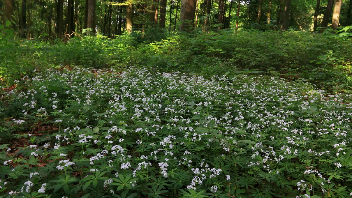 Waldmeister darf im Wald nur in kleinen Mengen für den Eigenbedarf gepflückt werden. Foto: shutterstock