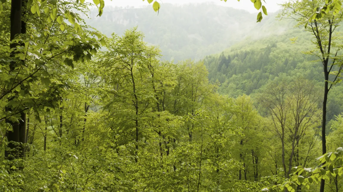 Die waldreichsten Gebiete liegen in Rheinland-Pfalz und Hessen. Foto: istock