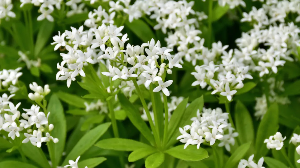 Im Mai blüht der Waldmeister mit kleinen weißen sternförmigen Blüten. Foto: shutterstock