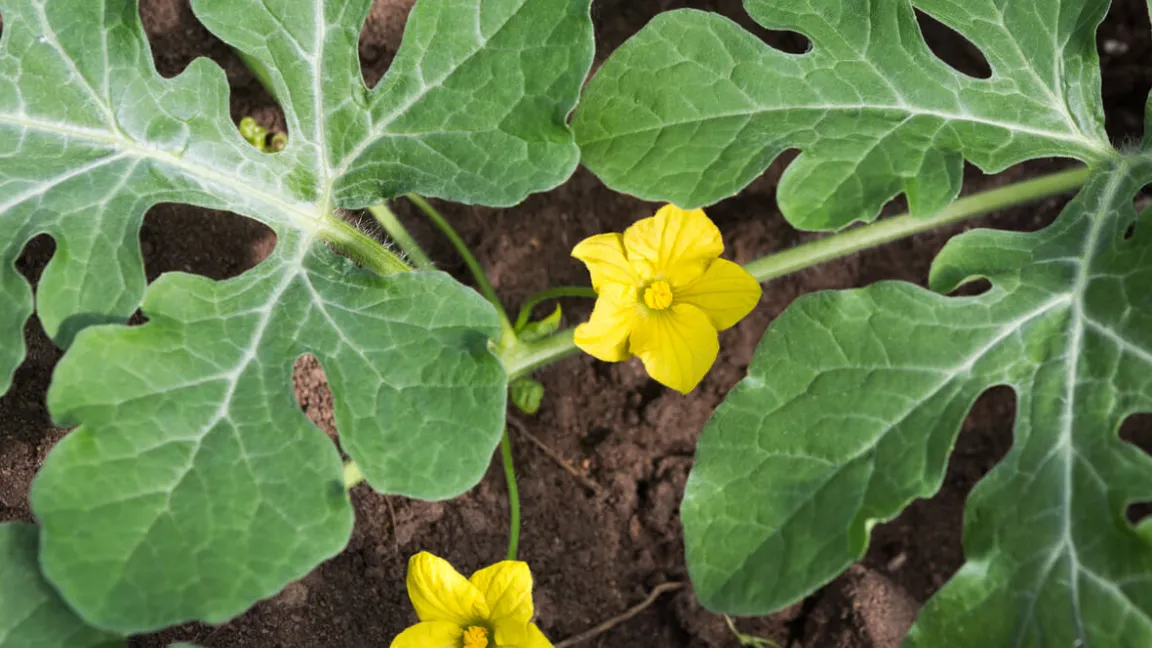 Durch die gefiederten Blätter und die unscheinbaren Blüten unterscheidet sich die Wassermelone von ihren Verwandten. Foto: istock