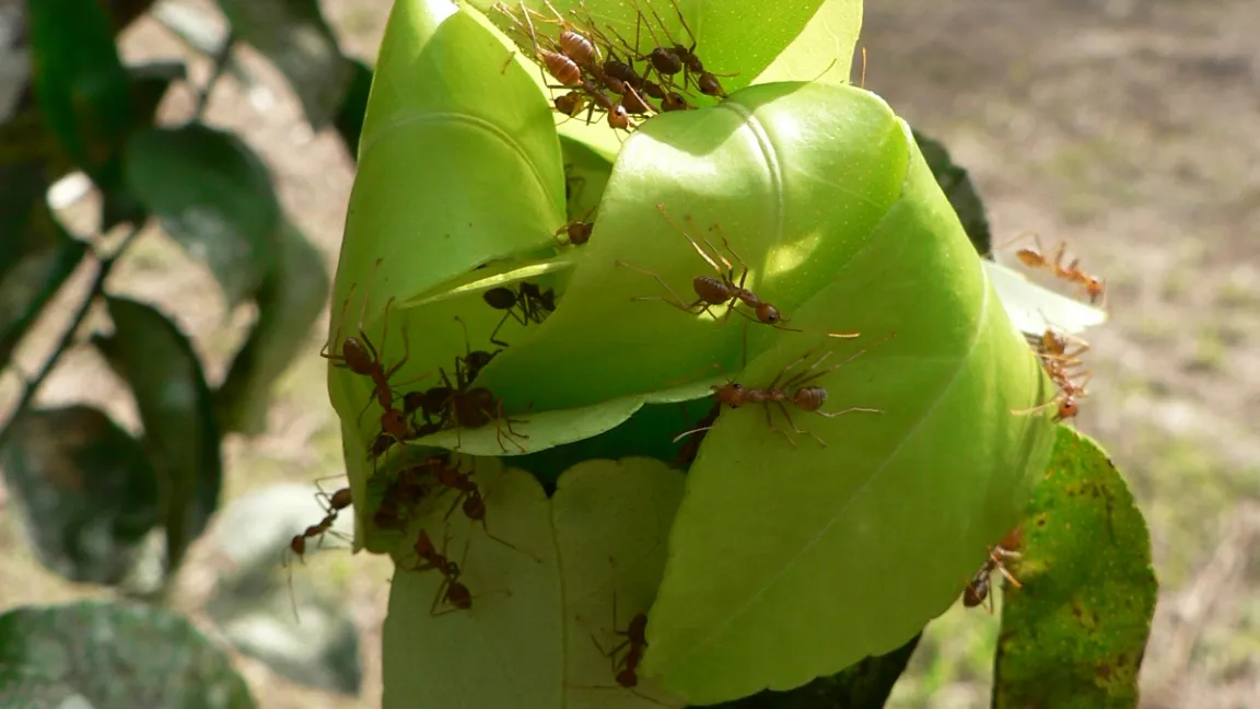 Weberameisen in Aktion: Sie lassen nährstoffreiche Exkremente zurück, die die Pflanzen direkt aufnehmen können. Foto: Wikipedia