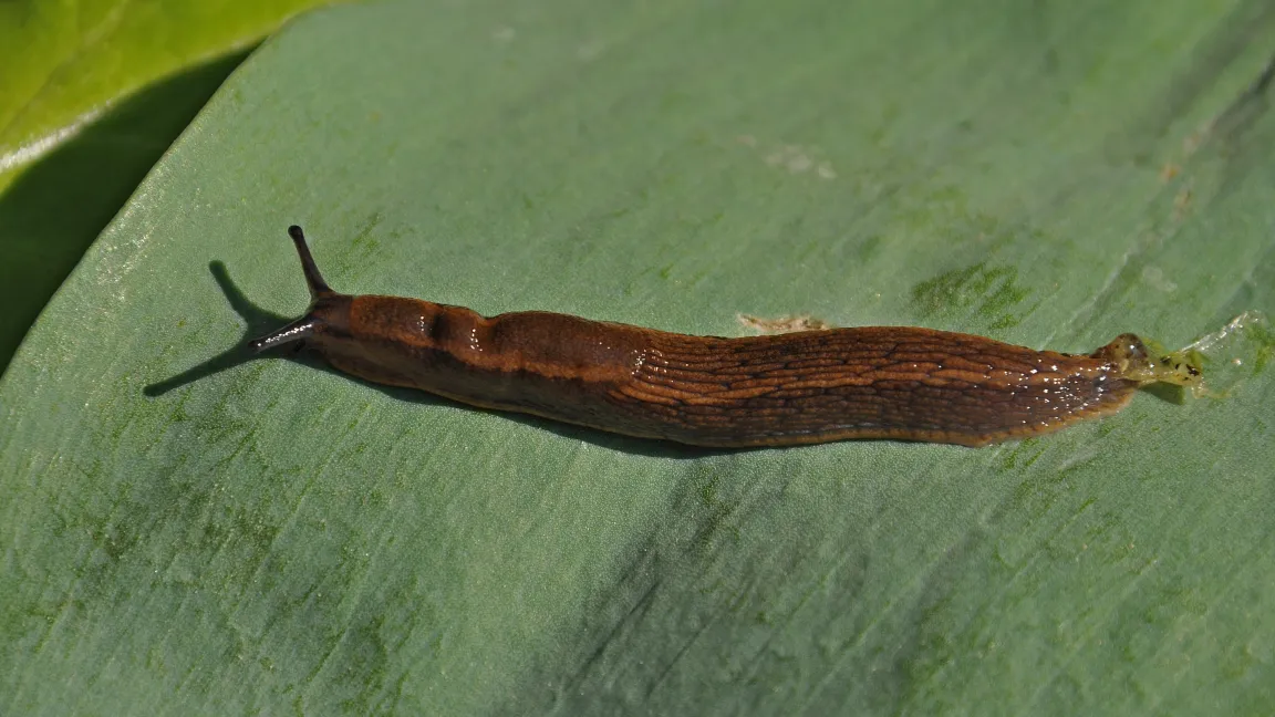 Insbesondere bei Raps und Zuckerrüben können Acker- und Wegschnecken zu großen Ausfällen führen. Foto: Naturganznah