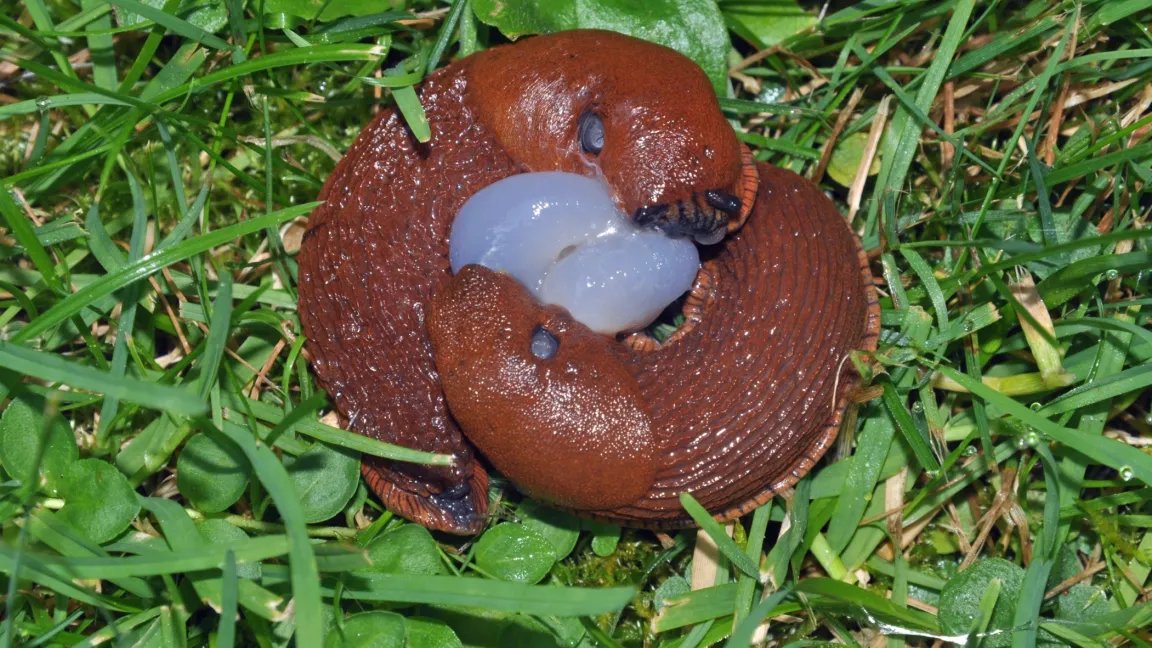 Ackerschnecken brauchen ausreichend Feuchtigkeit, um sich gut zu vermehren. Foto: Naturganznah