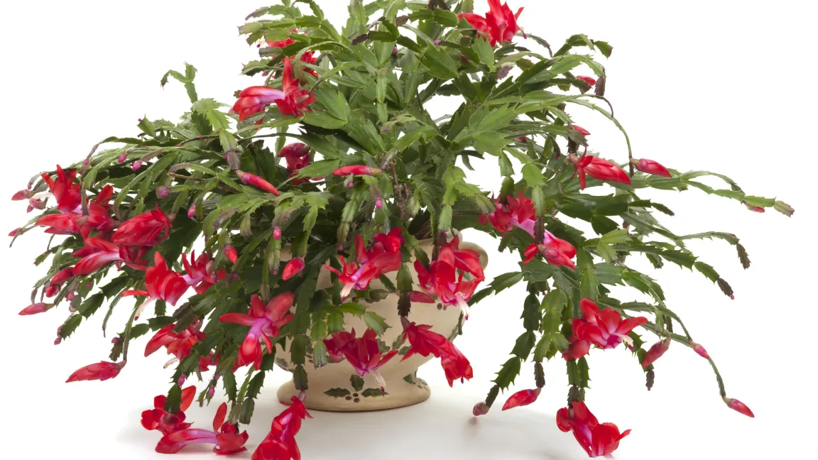 Weihnachtskakteen (Schlumbergera-Arten) werden wegen ihrer überhängenden Glieder auch Gliederkaktus genannt. Foto: istock
