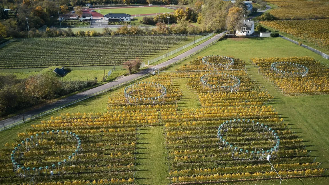 CO2-Anlage der Hochschule Geisenheim. Außerhalb des Kreises herrschen 400 ppm CO2, innerhalb 450 ppm. Foto: Winfried Schönbach