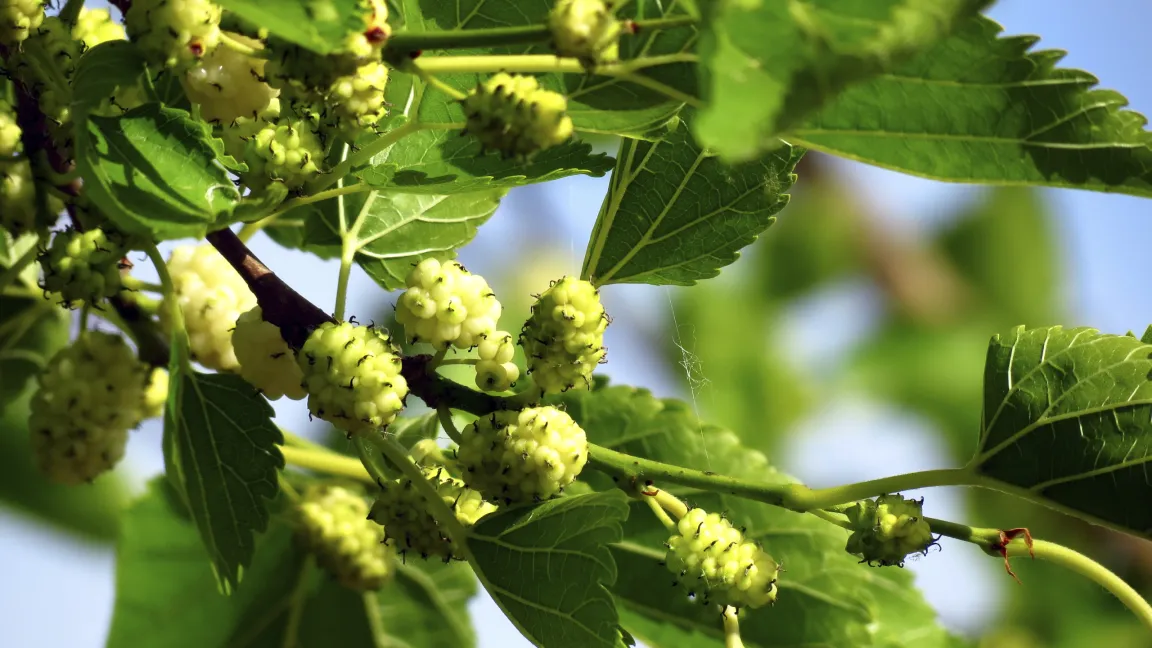 Meistens werden Weiße Maulbeerenbäume im Garten gepflanzt. Foto: istock