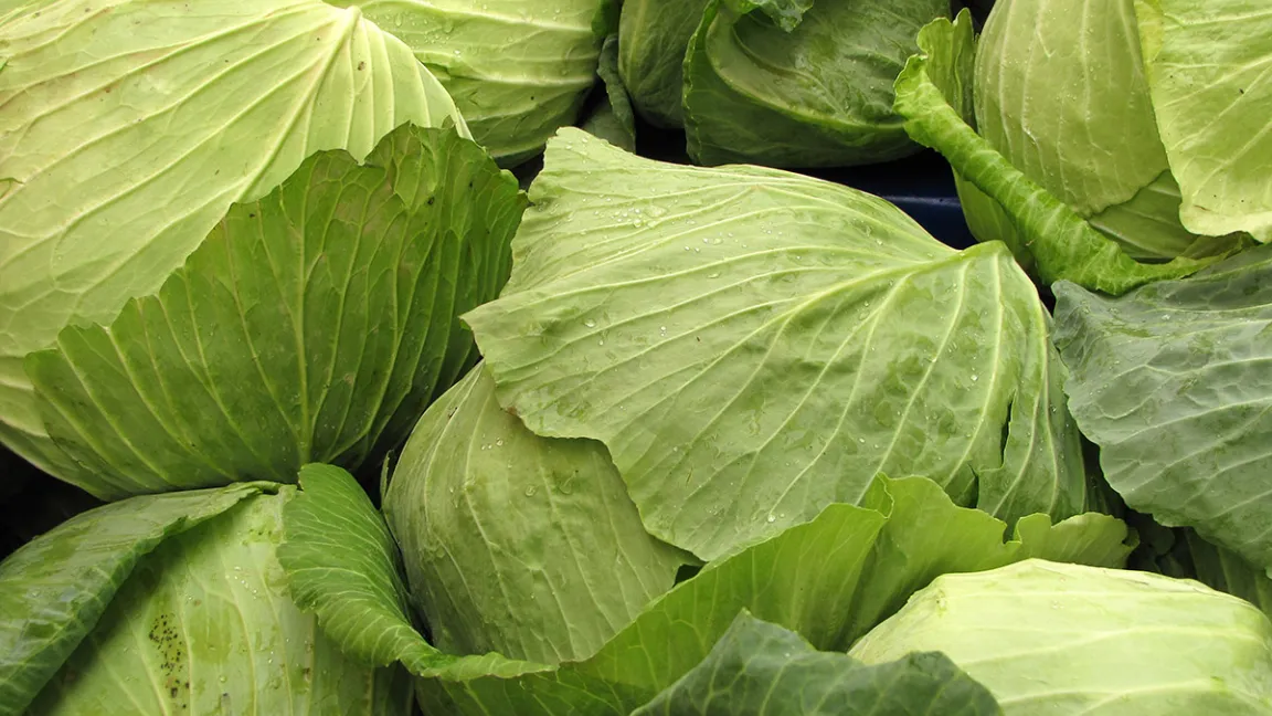 In Deutschland wird Sauerkraut überwiegend aus Weißkohl hergestellt. Foto: Rainer Sturm / Pixelio.de