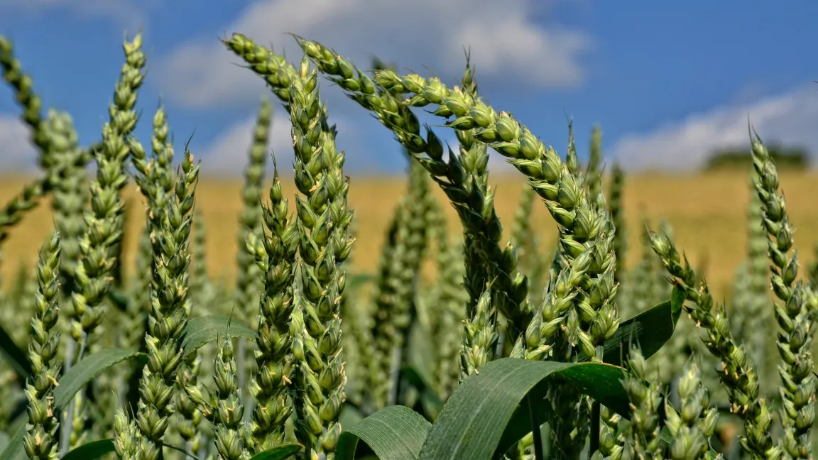 Weizen ist und bleibt eine Schlüsselpflanze für die weltweite Ernährungssicherung: er ist das Grundnahrungsmittel von mehr als einem Drittel der Weltbevölkerung und liefert fast 20 Prozent der Kohlenhydrate und Eiweiße in unserer Nahrung. Foto: Fotolia