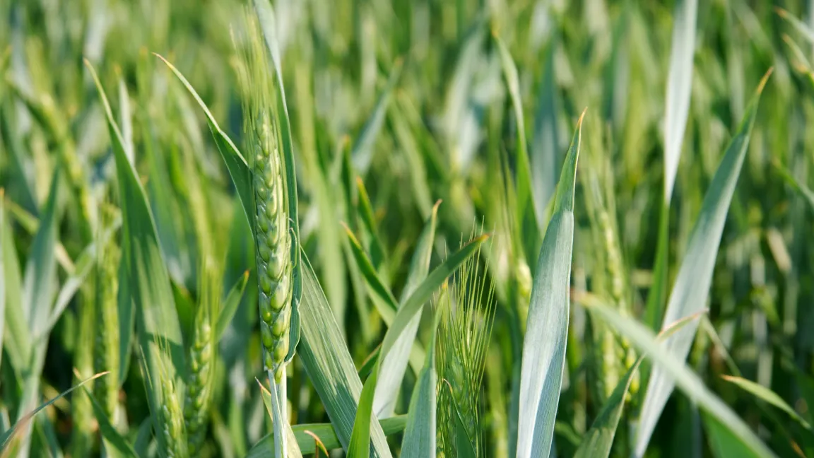 Pilztoleranz von Weizen mittels neuer Züchtungsmethoden (PILTON). Foto: Veer