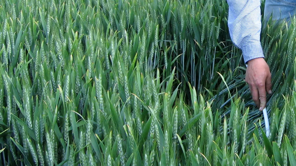 Mit viel Erfahrung und Wissen können Krankheiten zwar früh erkannt werden, aber nur mit spektroskopischen und sensorischen Verfahren sind die ersten Anzeichen zu erfassen. Foto: Matthias Wiedenau