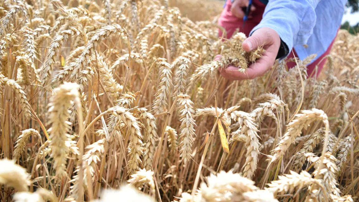 Eine reife Ähre des verbesserten Weizens. Foto: Nadja Sonntag