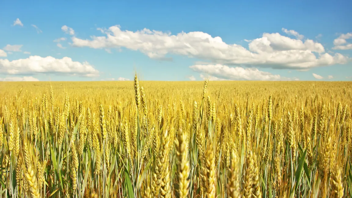 Hitze und Trockenheit beeinträchtigen das Wachstum von Weizen. Ertragsminderungen sind die Folge, wenn nicht beregnet wird.
Foto: Fotolia