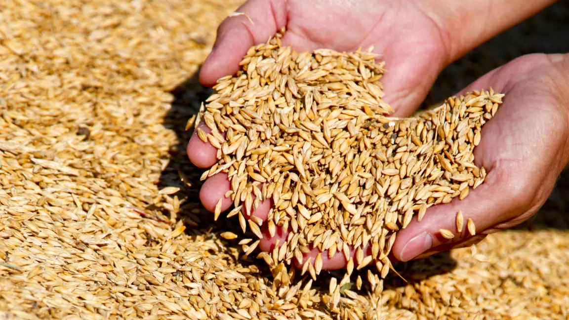 Die Qualität des Weizens hängt vom Proteingehalt, der Kornhärte und den Sedimentationswerten ab. Alle sind wichtig für die Backfähigkeit des Mehls, das aus den Weizenkörnern gewonnen wird. Foto: Fotolia