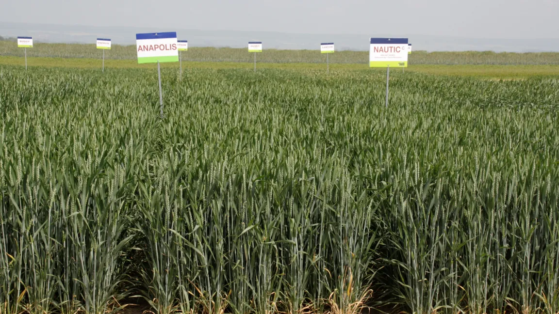 Zukünftig sind genomische Vorhersagen der Hybridleistung beim Weizen möglich. Foto: Angelika Sontheimer