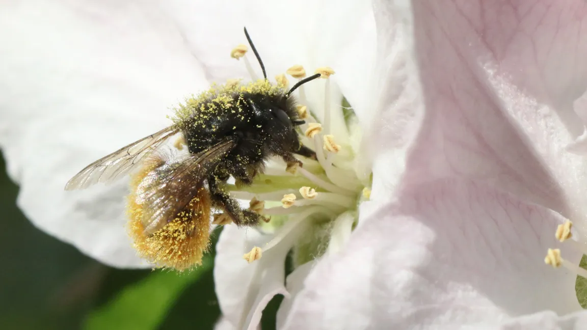 Nicht nur die Honigbiene, auch die Wildbienen und andere Insekten sind an der Bestäubung landwirtschaftlicher Nutzpflanzen beteiligt. Foto: Prof. Christoph Künast