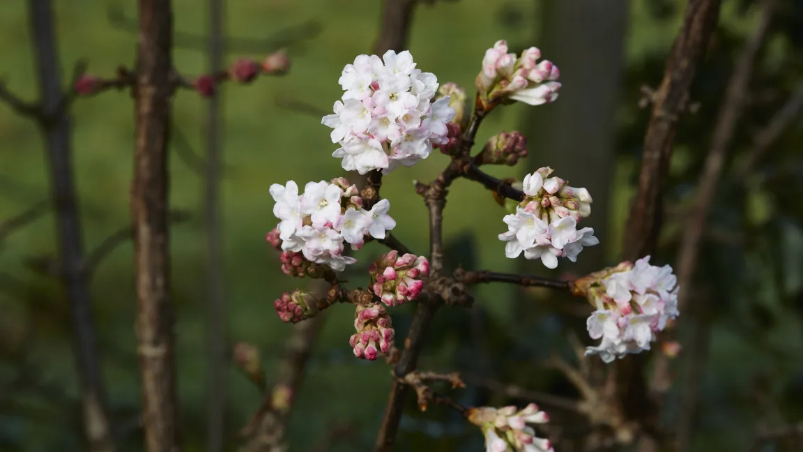 Die zartrosa Blüten des Winterschneeballs sind ein beliebter Hingucker im sonst winterlich-tristen Garten. Foto: istock